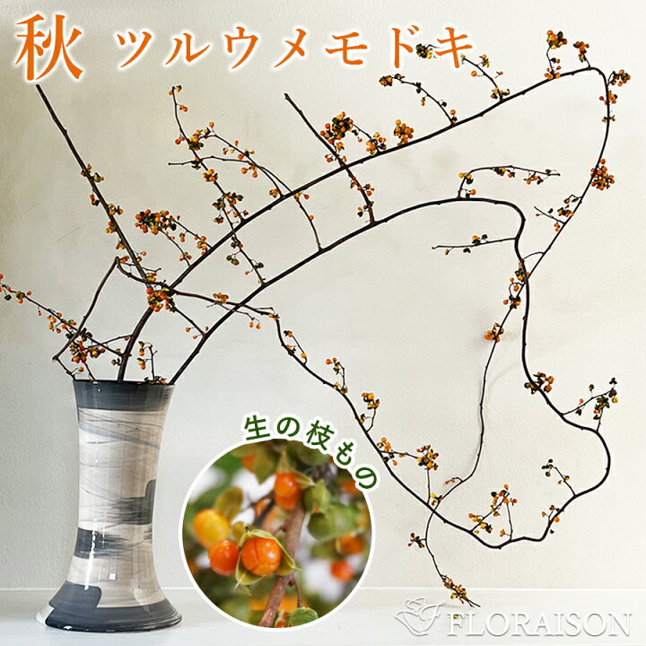 楽天市場】ツルウメモドキ つるうめもどき 生花 切花 インテリア 枝 自宅 飾る リース 送料無料 秋の実もの : 花&雑貨フロレゾン