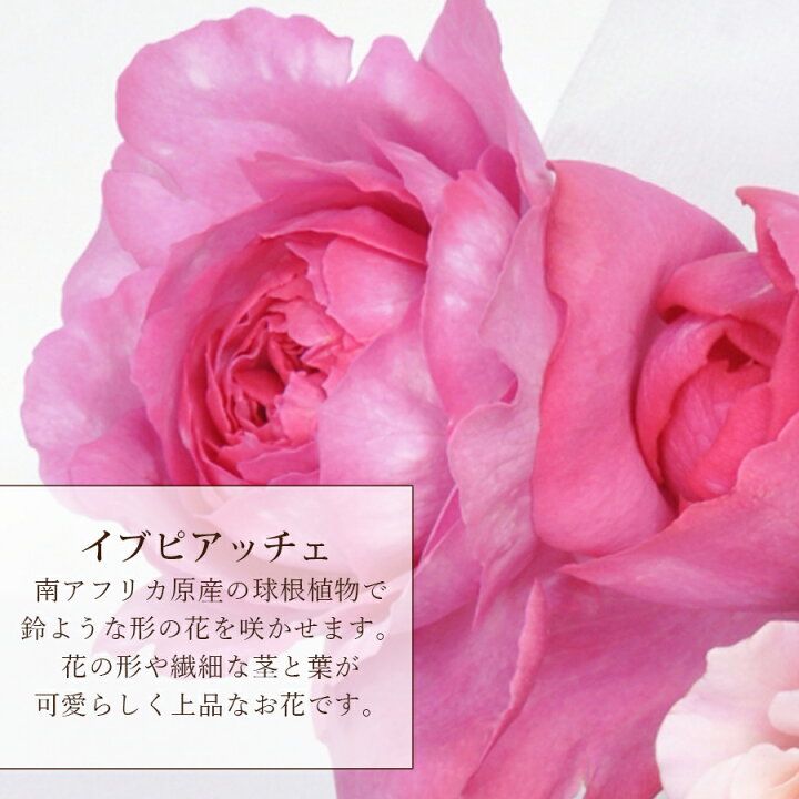 楽天市場】冷蔵便でお届け【 香りのバラ花束 】モダンブーケ 花束【 誕生日 プレゼント 結婚記念日 送別会 成人式 花束 甘い香りの薔薇 イブピアッチェ そのまま飾れる花束 ブーケ スタンディングブーケ フレグランスブーケ 送料無料 】 : 花&雑貨フロレゾン 楽天市場】冷蔵便でお届け【 香りのバラ花束 】モダンブーケ 花束【 誕生日 プレゼント 結婚記念日 送別会 成人式 花束 甘い香りの薔薇 イブピアッチェ そのまま飾れる花束 ブーケ スタンディングブーケ フレグランスブーケ 送料無料 】 : 花&雑貨フロレゾン