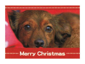 yMtgɍœKzChristmas O[eBOJ[hXGC-100501