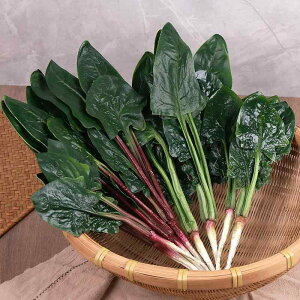 食品サンプル 見本 フードサンプル シミュレーション ほうれん草 フェイク 野菜 ベジタブル キッチンデコ インテリア 食品模型 鍋料理 おかず 飲食店 スライス 撮影小道具 プレイハウス お