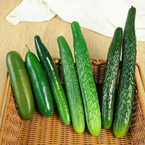 食品サンプル 見本 シミュレーション キュウリ ロング 太い ベジタブル フードサンプル フェイク インテリア キャビネット キッチンデコ ステージ 店舗装飾 撮影小道具 リアル 食品模型