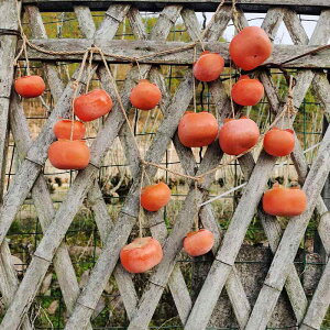  HiTv { ` `  Ǌ| R ʕ H i  Xg ANZT[ CeA g tFCN