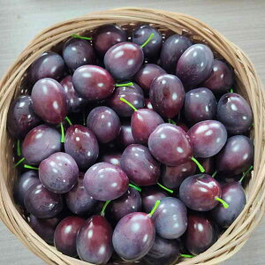 HiTv { V~[V t[hTv t[c v[ tFCN Hi͌^ Be H狳 q fBXvC CeA Lb` Xܑ CAEg