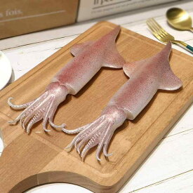 食品サンプル 見本 模擬食品 ダイオウイカ シーフード フェイク フードサンプル 模型 イカ 水族館 飲食店 ホテル ウィンドウ ディスプレイ 店舗演出 視覚効果 食育教材 小道具 ショールーム インテリア