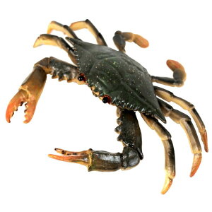 hJ Jj Cm tBMA ͌^  zr[ l` RNV CeA ~j`A A ͋[ q v[g vX`bN 