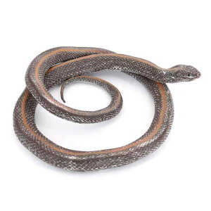 wr Xl[N tBMA l` zr[  ͌^ V~[V A RNV fBXvC ~j`A ͋[ q   Mtg