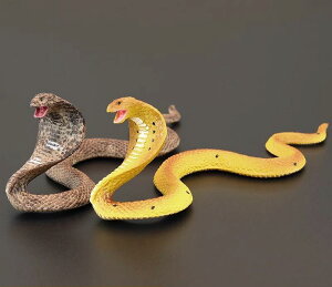 tBMA ͌^ u LbY   qp V~[V  ঒ Ru wr XP[ Fm Mtg A