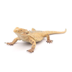 フトアゴヒゲトカゲ トカゲ 爬虫類 おもちゃ 動物 ギフト 子供 装飾品 ミニチュア 野生動物 生態 個体 珍しい動物 フィギュア 模型 リアル コレクション