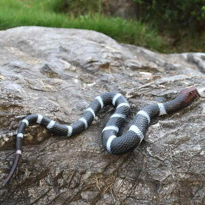 wr tBMA l` zr[  ͌^ V~[V  A RNV fBXvC ~j`A ͋[ VR KKwr 