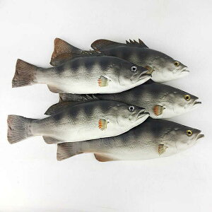 HiTv H狳 X[p[}[Pbg W CeA Lb` Be fBXvC Xg PU tFCN V~[V