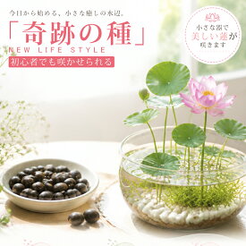 【新発売★限定10%OFF】睡蓮の種 睡蓮 ハスの種 睡蓮種 すいれんのたね 蓮の種 スイレンの種 水草の種 茶碗蓮の種 栽培セット 水栽培 日本語説明書付き 初心者向け 簡単栽培 ミニハス 室内栽培 ベランダ ビオトープ ガーデニング用 水生植物