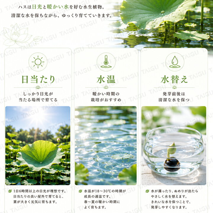 楽天市場】＼即納☆新発売☆限定10%OFF／蓮の種 ミニ蓮 ハスの種 水耕 