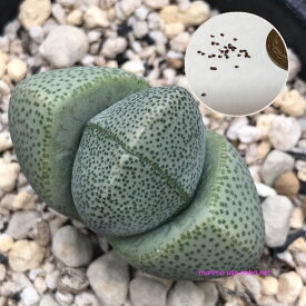 多肉植物　帝玉 種子10粒　Pleiospilos nelii 　種子の蒔き方の説明書付き