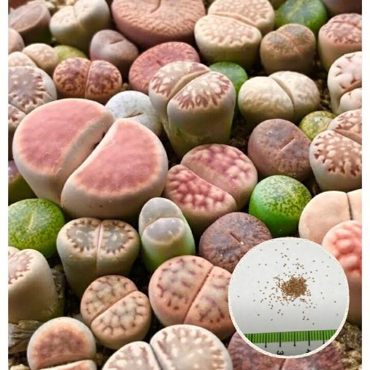 楽天市場 多肉植物 リトープスmix栽培セット 種粒 大人気 初めてでも安心 カラー画像入りの種まき方法の説明書と年間を通した管理方法 育てるのに必要なものが揃ってます Labicats