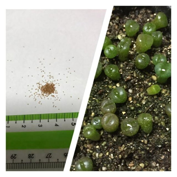 楽天市場 多肉植物 リトープスmix栽培セット 種粒 大人気 初めてでも安心 カラー画像入りの種まき方法の説明書と年間を通した管理方法 育てるのに必要なものが揃ってます Labicats