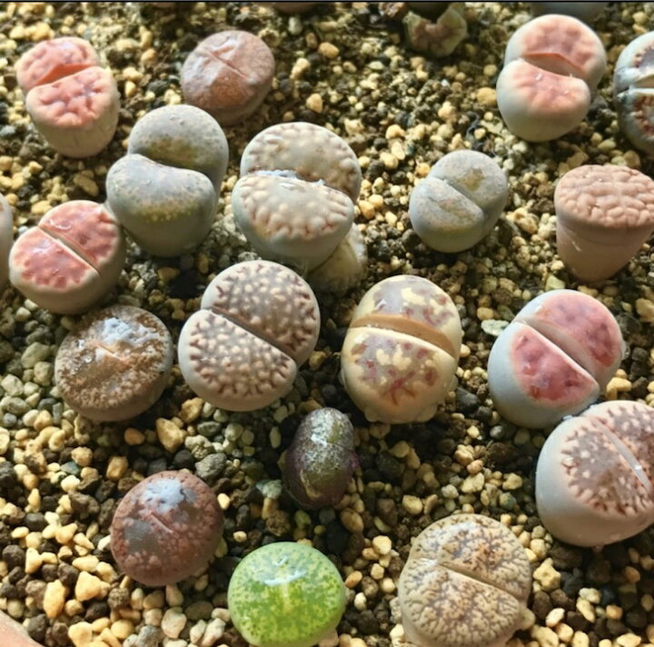 楽天市場 多肉植物 リトープスmix栽培セット 種粒 大人気 初めてでも安心 カラー画像入りの種まき方法の説明書と年間を通した管理方法 育てるのに必要なものが揃ってます Labicats