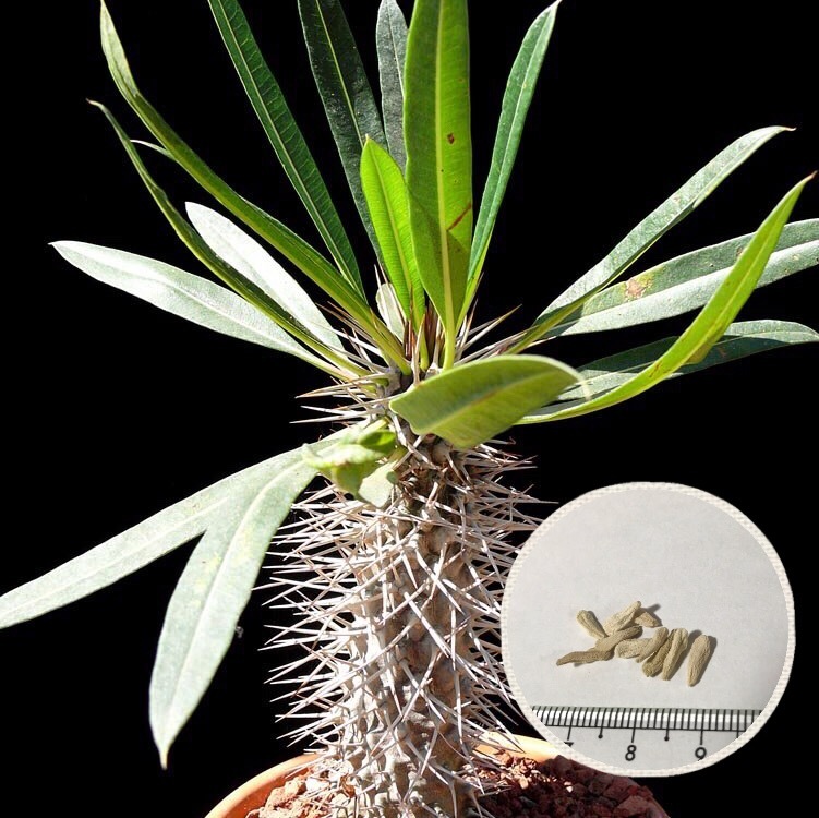 なんだかほっこりしてしまう日本名の塊根植物ですね 期間限定の激安セール マート 塊根植物 パキポディウム ゲアイー 阿亜相界 種子のまき方の説明書付き 種子 Pachypodium geayi
