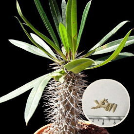 塊根植物　パキポディウム　ゲアイー 阿亜相界　種子　Pachypodium geayi 　種子のまき方の説明書付き