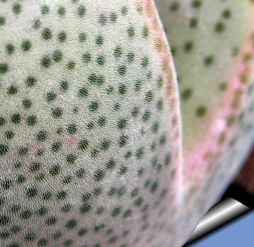 リトープスと似た見た目のディンティランサス属です 専門店 多肉植物 【海外 メセン ディンテランサス 妖玉 種子のまき方の説明書付き 種子10粒 Dinteranthus puberulus