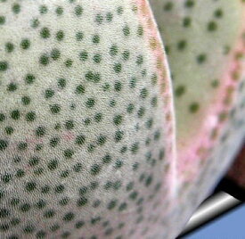 多肉植物　メセン ディンテランサス 妖玉　種子10粒　Dinteranthus　puberulus 　種子のまき方の説明書付き