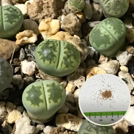 多肉植物　リトープス 緑福来玉LITHOPS julii - v ssp Fullergreen　育て方の説明書付き