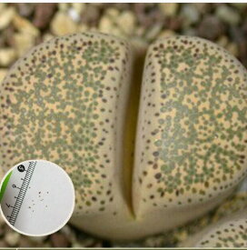 多肉植物　リトープス 碧瑠璃　LITHOPS terricolor C133　育て方の説明書付き