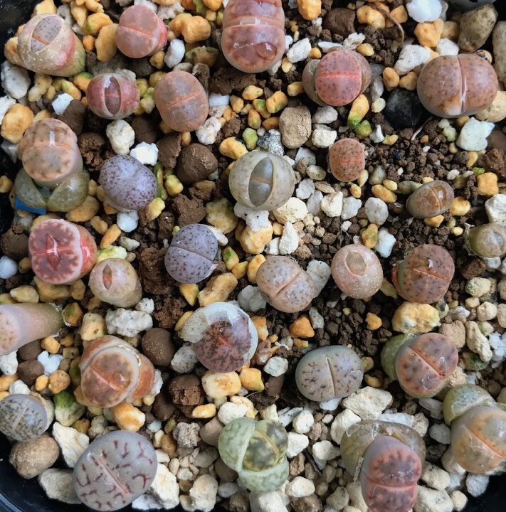 楽天市場 多肉植物 リトープスmix栽培セット 種粒 大人気 初めてでも安心 カラー画像入りの種まき方法の説明書と年間を通した管理方法 育てるのに必要なものが揃ってます Labicats