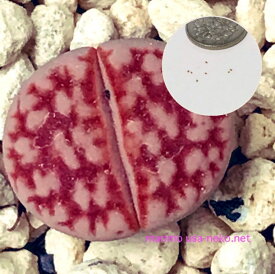 多肉植物　リトープス　カラスモンタナmix種子10粒　Lithops Karasmontana　育て方の説明書付き