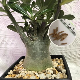 楽天市場 アデニウム 植物の種類サボテン の通販