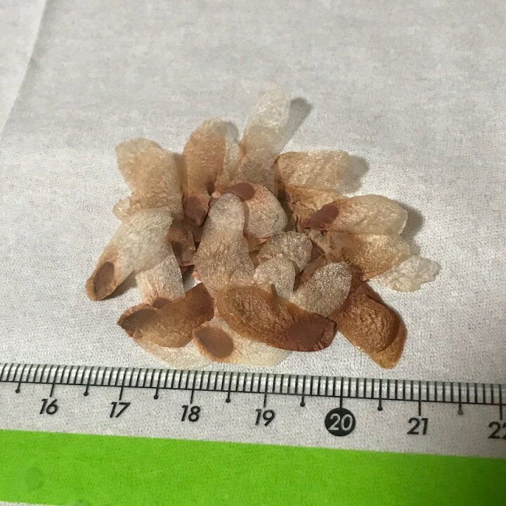 楽天市場】塊根植物 亀甲竜 種子 8粒 Dioscorea elephantipes 種子のまき方の説明書付き : LabiCats 楽天市場】塊根植物 亀甲竜 種子 8粒 Dioscorea elephantipes 種子のまき方の説明書付き : LabiCats