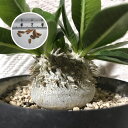 塊根植物　パキポディウム　PACHYPODIUM brevicaule 恵比寿笑い　種子5粒種子のまき方の説明書付き