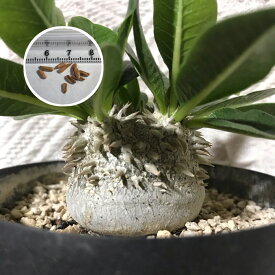 楽天市場 パキポディウム 種 種類 植物 サボテン の通販