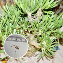 ピザールプランツ　珍奇植物　Tylecodon grandiflora チレコドン・グランディフローラ 砂夜叉姫　種子　10粒