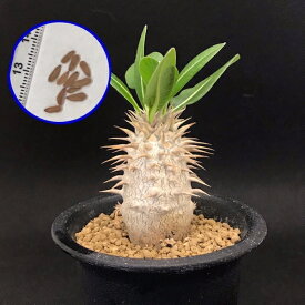 楽天市場 パキポディウム 種 種類 植物 サボテン の通販