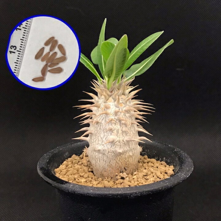 楽天市場 塊根植物 パキポディウム デンシフローラム 種子 Pachypodium Densiforum 種子のまき方の説明書付き Labicats