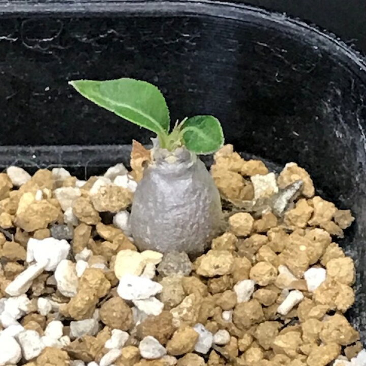楽天市場 塊根植物 パキポディウム デンシフローラム 種子 Pachypodium Densiforum 種子のまき方の説明書付き Labicats