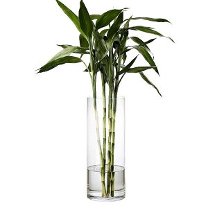 DARENYI ԕr KX 傫 ~^ 30cm t[x[X NA ^  KXr ԕr rOAQAItBX