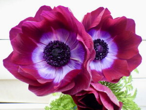 球根 アネモネ 苗の人気商品 通販 価格比較 価格 Com