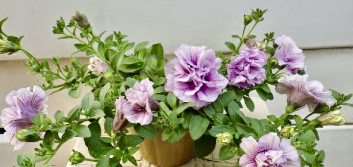 楽天市場 ペチュニア パニエ ピンクアイス Gardenshop Lacotto