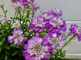 楽天市場 イベリス 花の通販