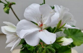 楽天市場 ゼラニウム 苗 ホワイト 花 ガーデン Diy の通販