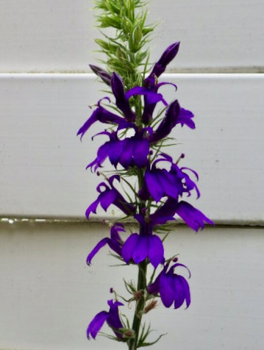 楽天市場 宿根ロベリアスターシップ ブルー 大苗 Gardenshop Lacotto