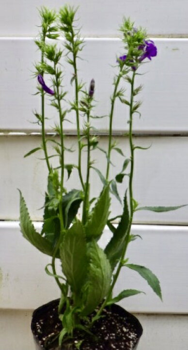 楽天市場 宿根ロベリアスターシップ ブルー 大苗 Gardenshop Lacotto