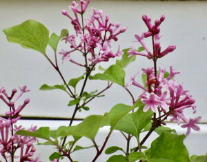 h[tCbN t[tFXeBo sN c