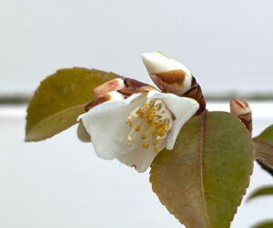 ���퍁��� ���`�G���V�X