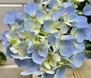 西洋アジサイ ラグランジア クリスタルヴェール2 大苗