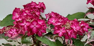 斑入り山あじさい カラフルランジア オーロラ 赤系