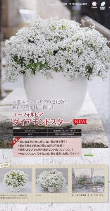 楽天市場 ユーフォルビア ダイヤモンドスター Gardenshop Lacotto