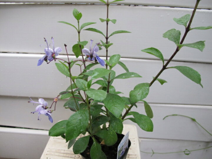 楽天市場 クレロデンドルム ブルーウィング Gardenshop Lacotto