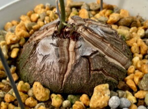 AtJTb (fBIXRA Gt@eBxX) A